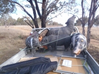 CFA Hunter Shoot 9 Jun 13 All packed up for the trip home.JPG
